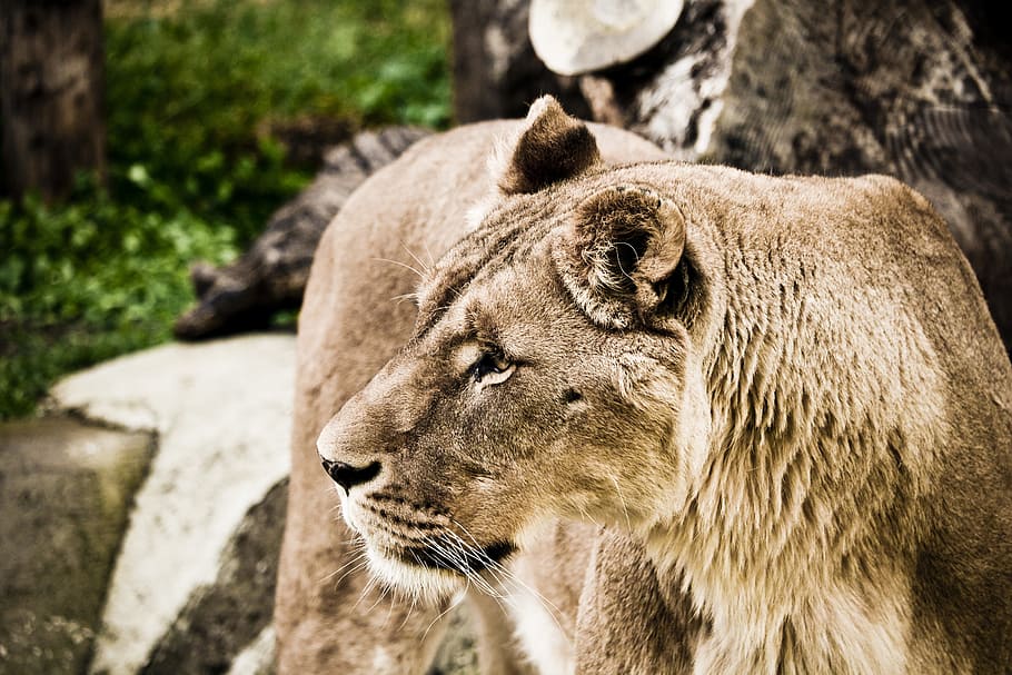 wildlife photography, lioness, leo, zoo, nature, feline, felines, hair, animal world, tail