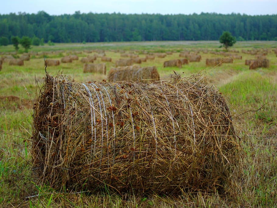 Hay, Straw, Haymaking, Field, rick, village, summer, wire, grass, cylinder