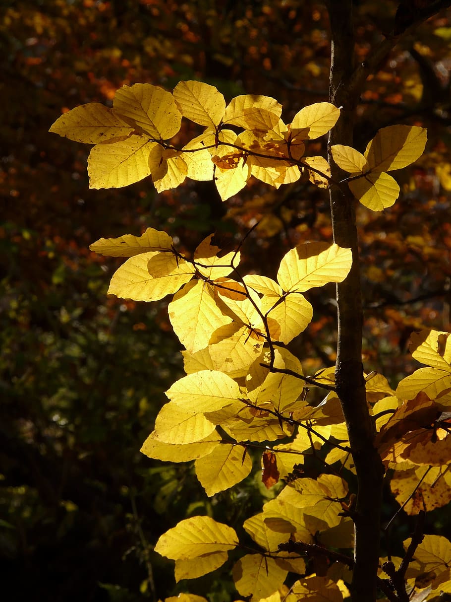 Faia, Fagus Sylvatica, fagus, árvore de folha caduca, outono dourado, outubro dourado, outono, outubro, floresta, folhas