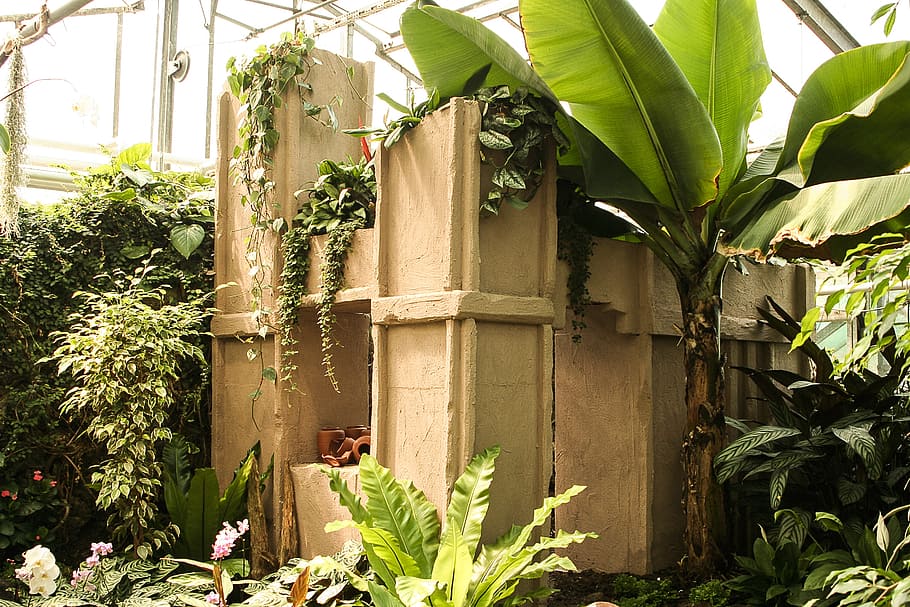 greenhouse, tropical house, terracotta, banana, musa paradisiaca, banana shrub, plant, growth, leaf, plant part