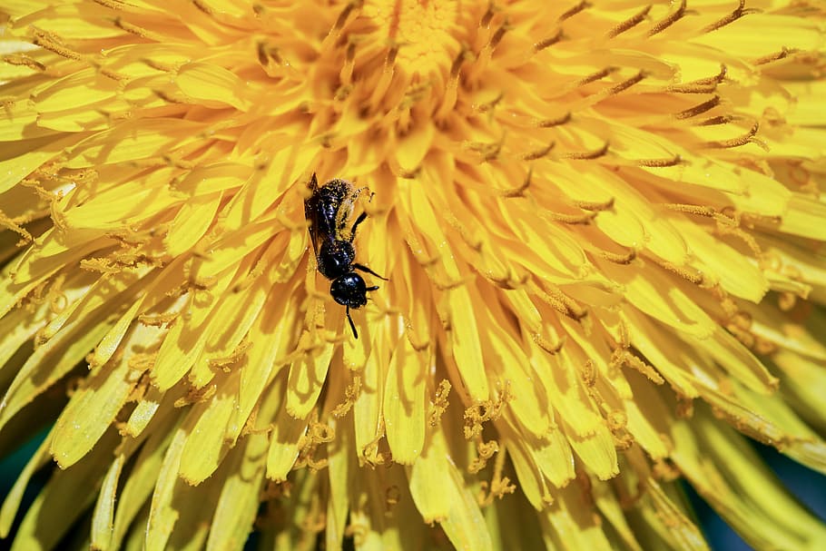 ant, black ant, formicidae, insect, foraging, tiny, animals, nature, blossom, bloom