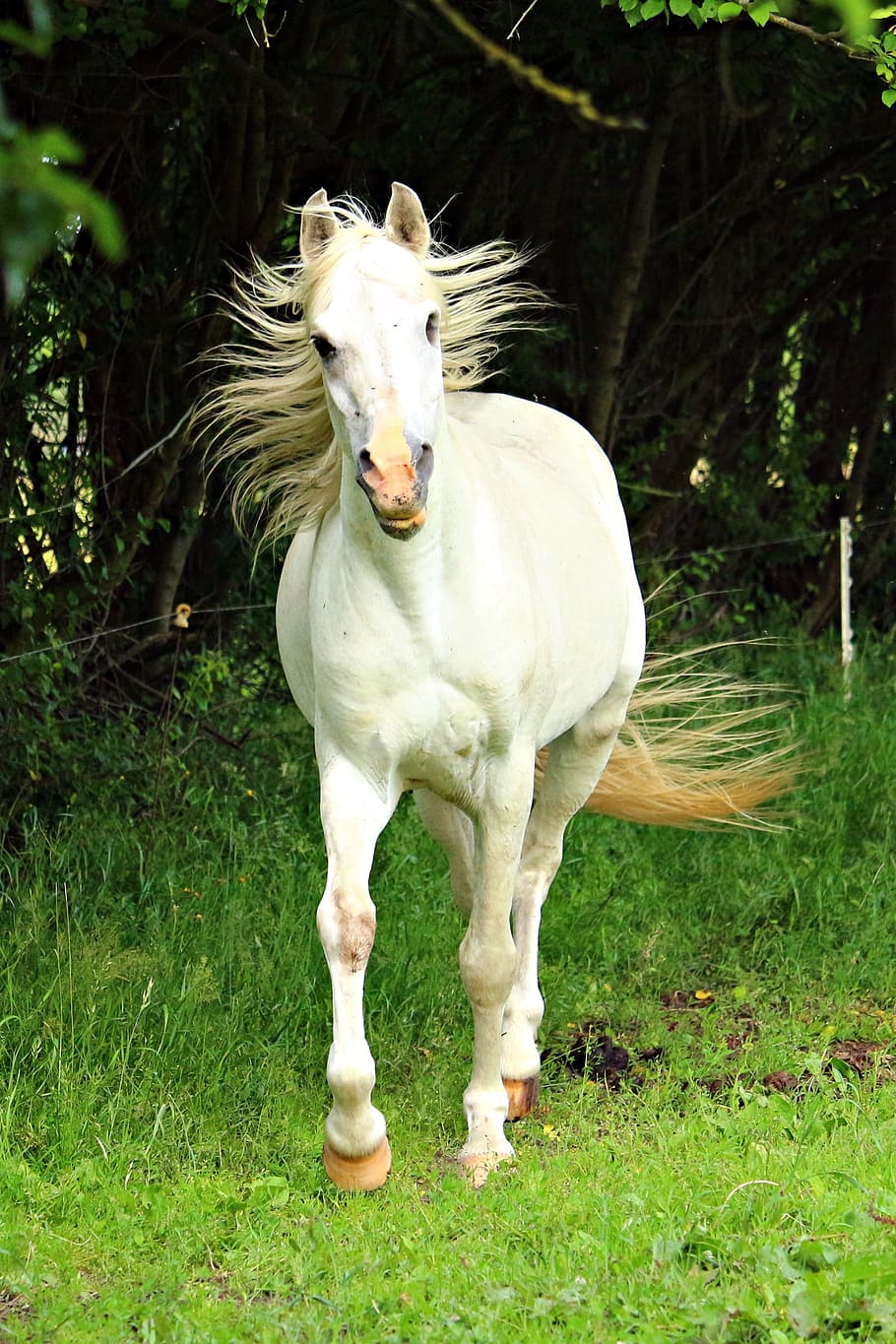 white, grass, Horse, Mold, Stallion, Mane, thoroughbred arabian, nature, coupling, pasture