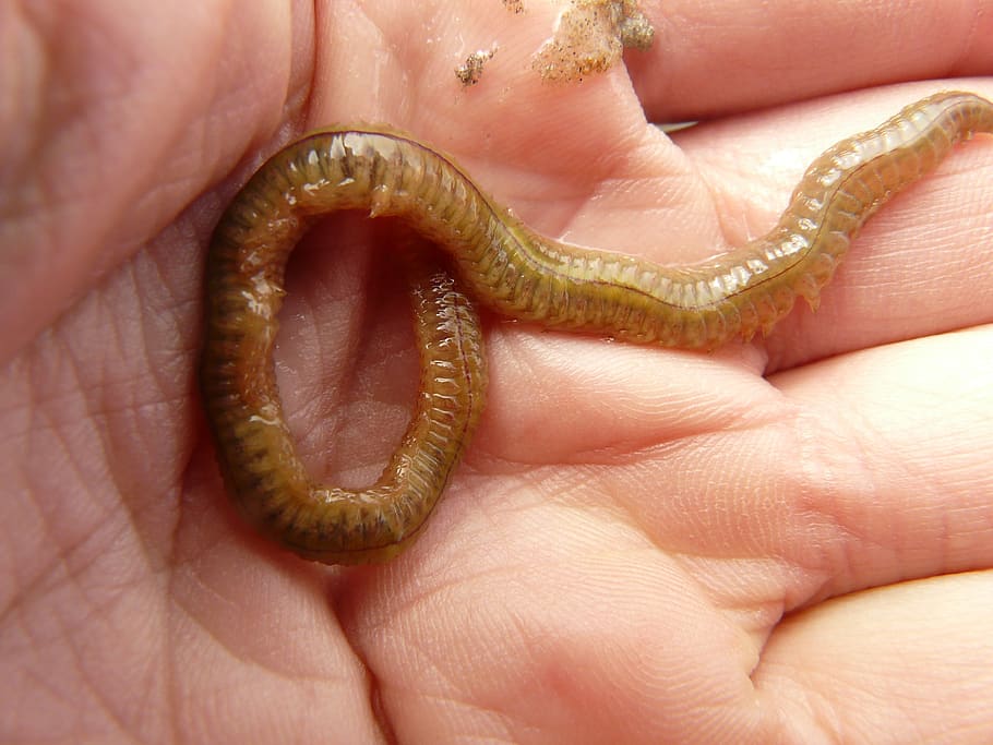 lake striped worm, worm, nereis diversicolor, annelid, wadden sea, watts, north sea, hand, slick, human body part