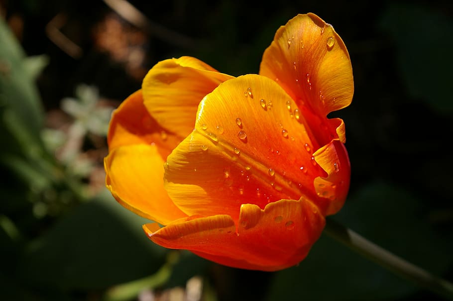 yellow tumor, orange tulip, close, spring, flowers, spring flower, flora, yellow, nature, tulip