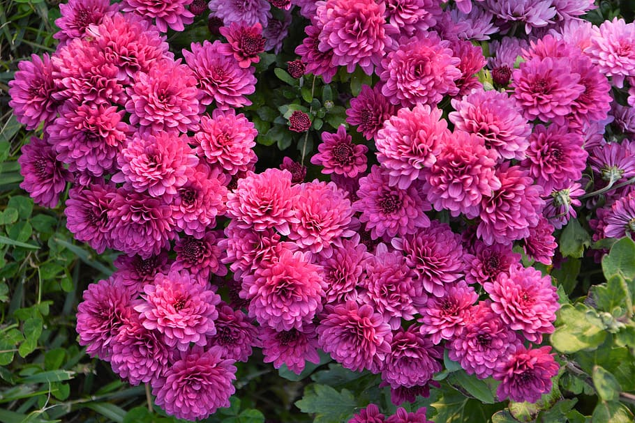 flower, chichewa live, vivid color, flowers, chrysanthemum, natural colors, pink, purple, plant, macro