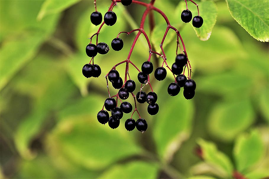 hitam, beri, dangkal, fotografi fokus, sesepuh, elderberry hitam, elderberry, tutup, makro, buah