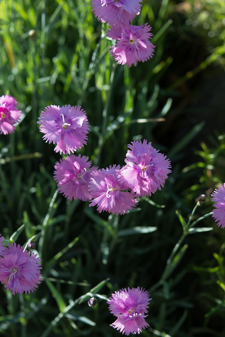 cushion flower, pink flowers, heather-clove, dianthus deltoides, carnation, carnation family, stone garden, garden, in the garden, ground cover