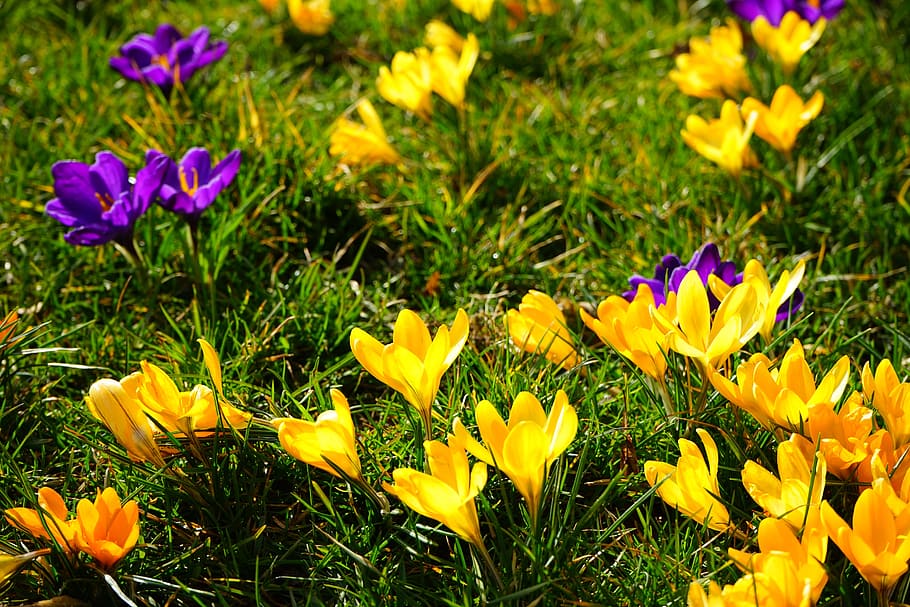 crocus, yellow, violet, flower, spring, bühen, colorful, color, beautiful, rush