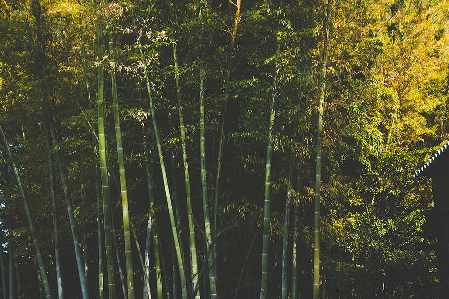 bamboo trees, day, green, yellow, leaves, trees, bamboo, forest, woods, branches