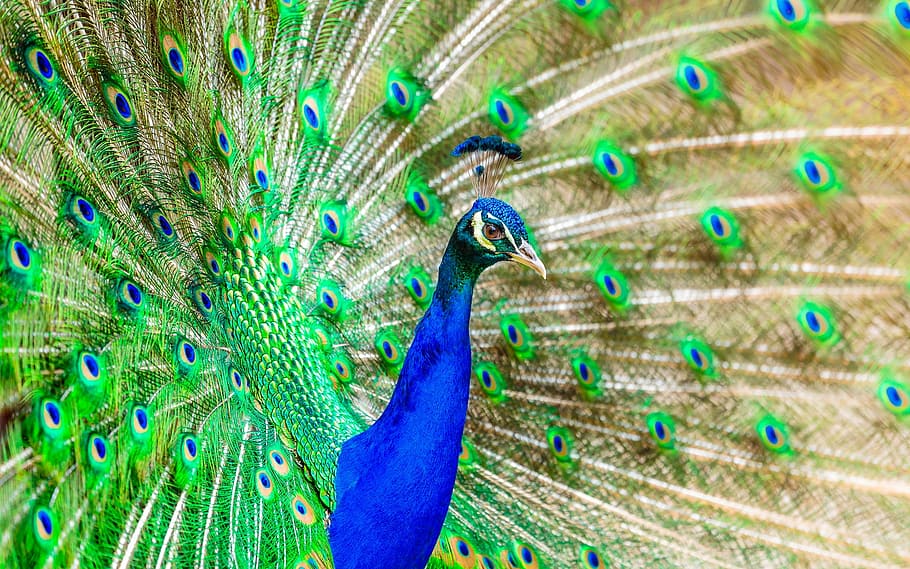 blue, green, peacock, bird, plumage, exotic, bright, color, colorful, elegant