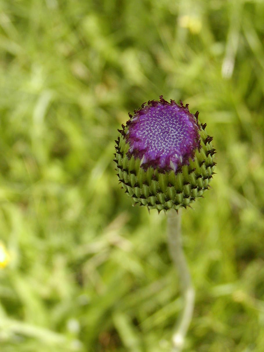 summer, meadow, thistle, bud, flower, plant, flowering plant, close-up, growth, beauty in nature