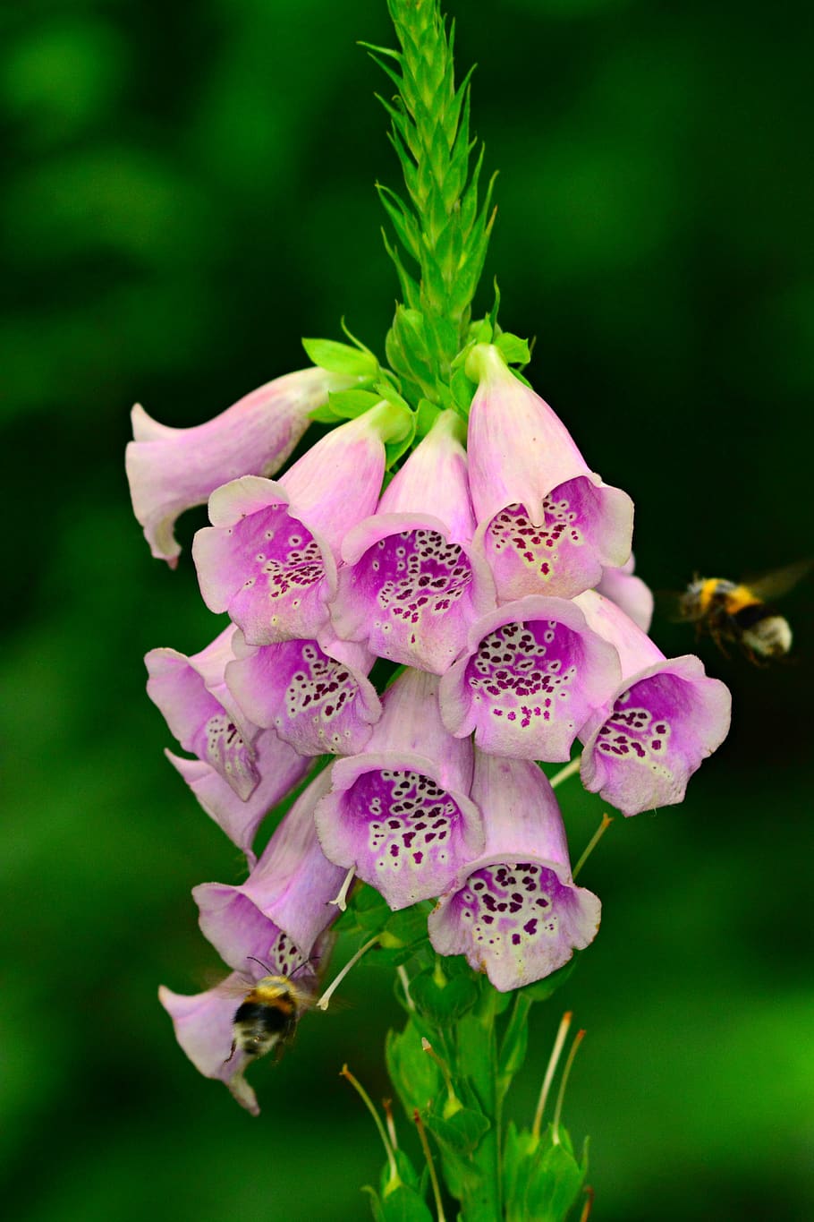 foxglove, flower, plant, thimble, petal, poisonous, pink, purple, flowering plant, freshness