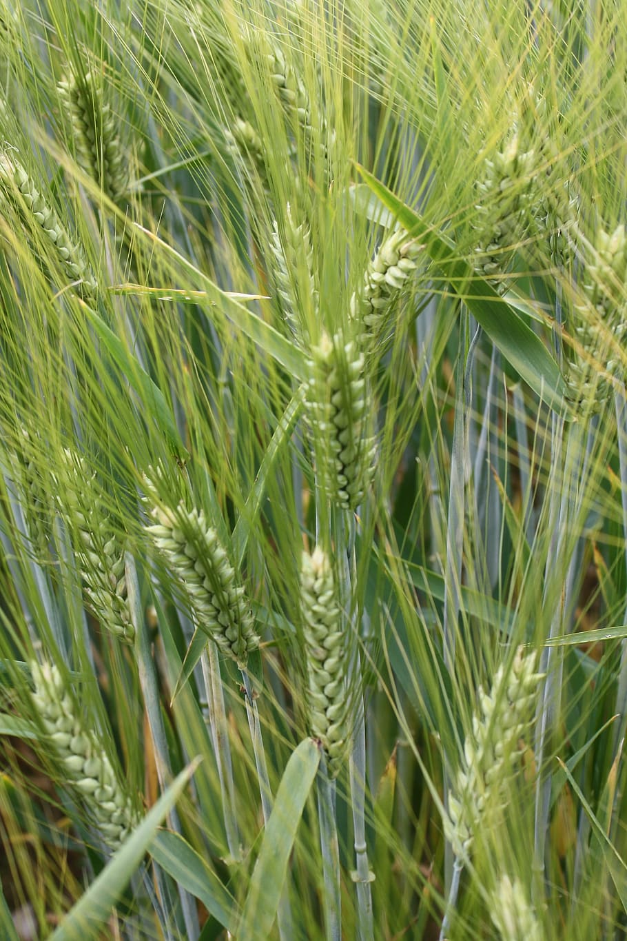 barley field, green, mature, awns, summer, spike, field, cereals, cornfield, grain