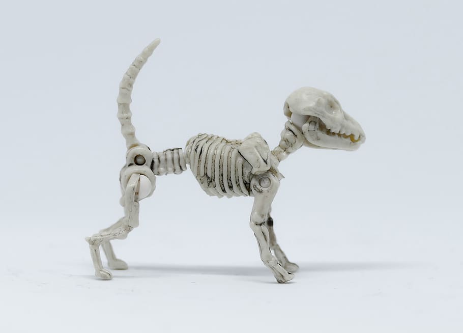 animal, naturaleza, vida silvestre, pequeño, perro, esqueleto, esqueleto de perro, bosquejo, 3d, modelo 3d