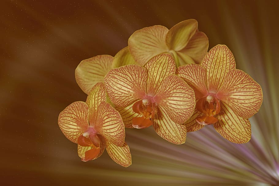 marrón, flor de la orquídea de la polilla, primer plano, fotografía, flor,  floración, orquídea, panícula, planta, naturaleza | Pxfuel