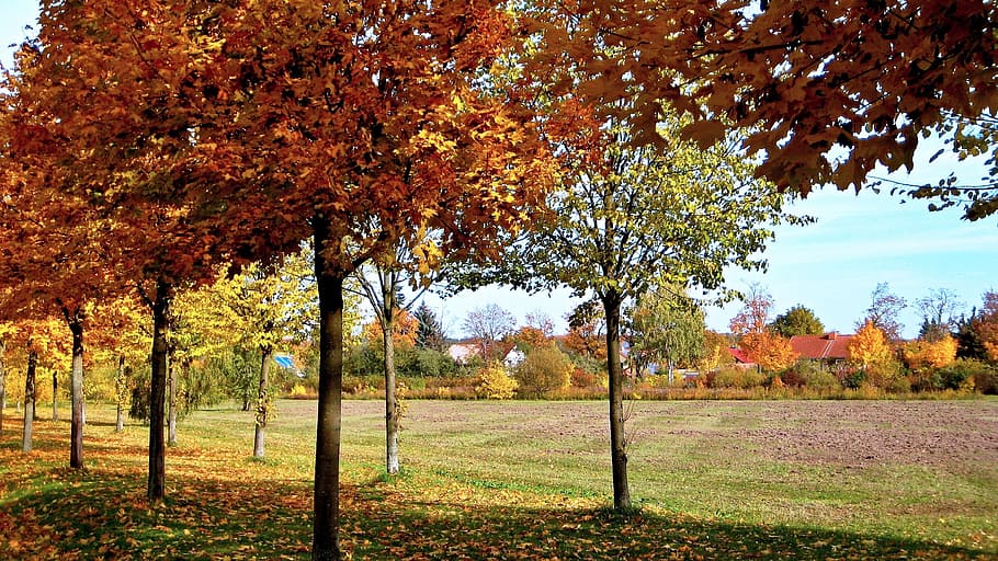 自然 ドイツ 秋の風景 出現 木 秋 葉 変化 農業 フィールド Pxfuel