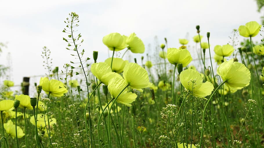 klitschko, whether or not, k, plant, growth, freshness, flower, green color, field, nature