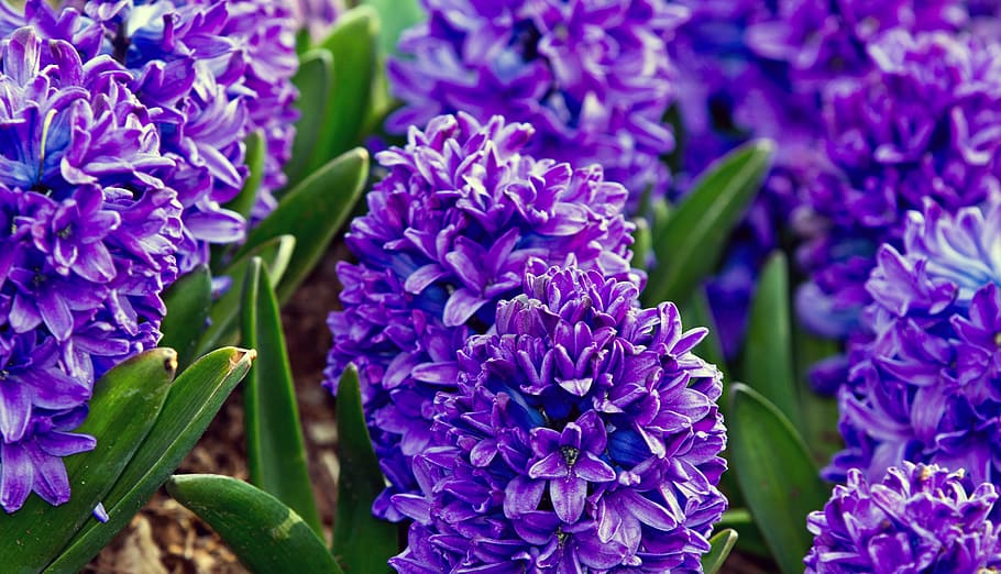 hyacinth, flower, nature, spring, hyacinthus, flowering plant, fragility, vulnerability, plant, freshness