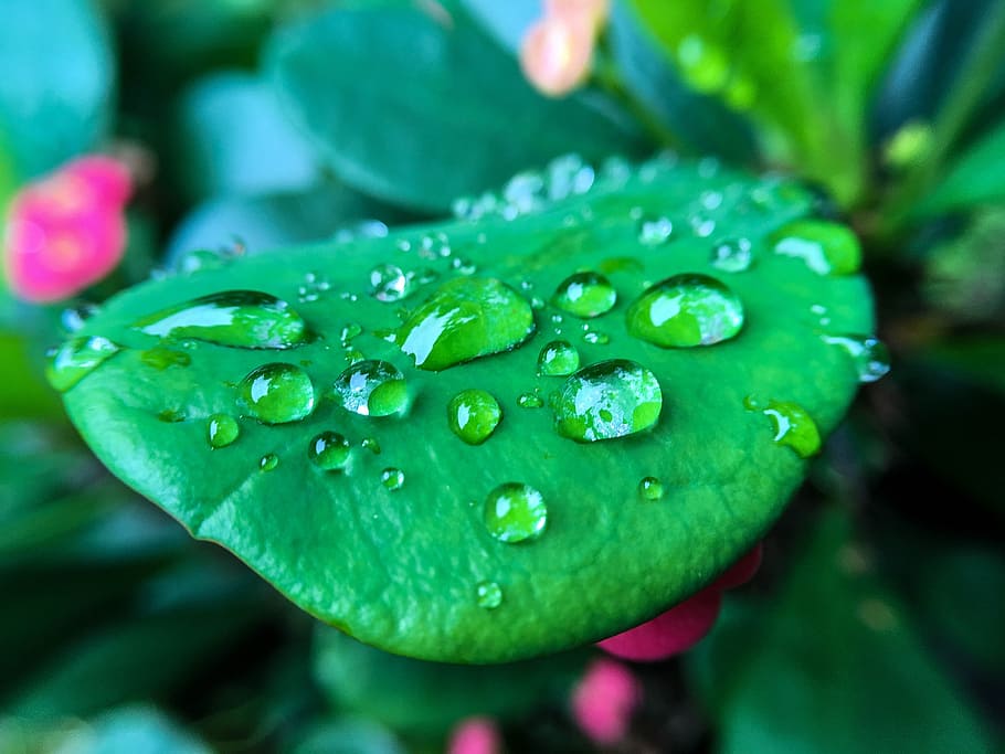 dew, leaf, drop, macro, droplet, reflection, pattern, rain drops, nature, water