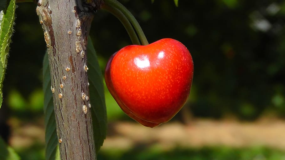 close-up photography, red, fruit, cherry, bing, sweet cherry, summer, fruit tree, cherries, nature