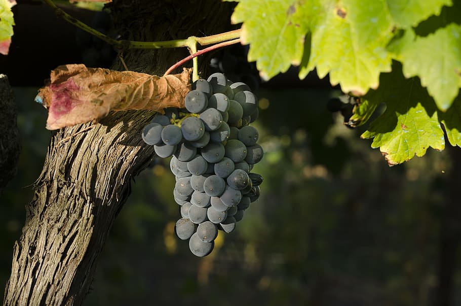vine, black grapes, harvest, vineyard, cultivation, cluster, leaves, wine, fruit, viticulture