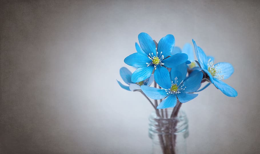 blue, 5-petal, 5- petal flower, clear, glass bottle, petal, flower, in clear, hepatica, blue flower