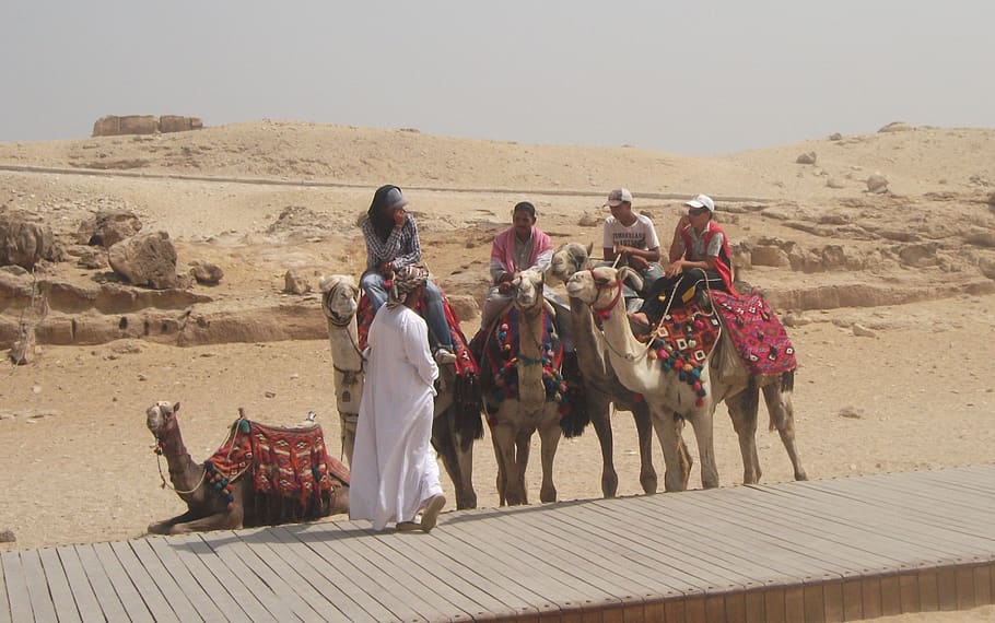 camelo, deserto, árabe, beduíno, egito, cavaleiro camelo, saara, animais domésticos, mamífero, grupo de pessoas
