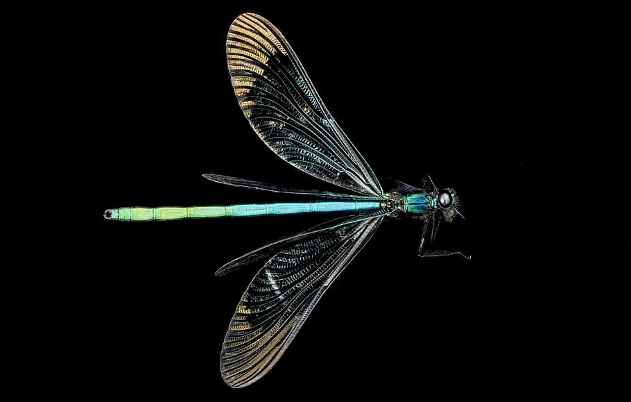fotografía de primer plano, azul, libélula, Ebony Jewelwing, Damselfly, Macro, Insecto, ebony jewelwing damselfly, vida silvestre, delicado