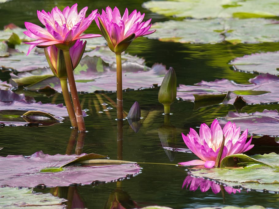 closeup, purple-and-white lotus flowers, flowers, water lilies, garden pond, pond flower, plant, flower, water, flowering plant