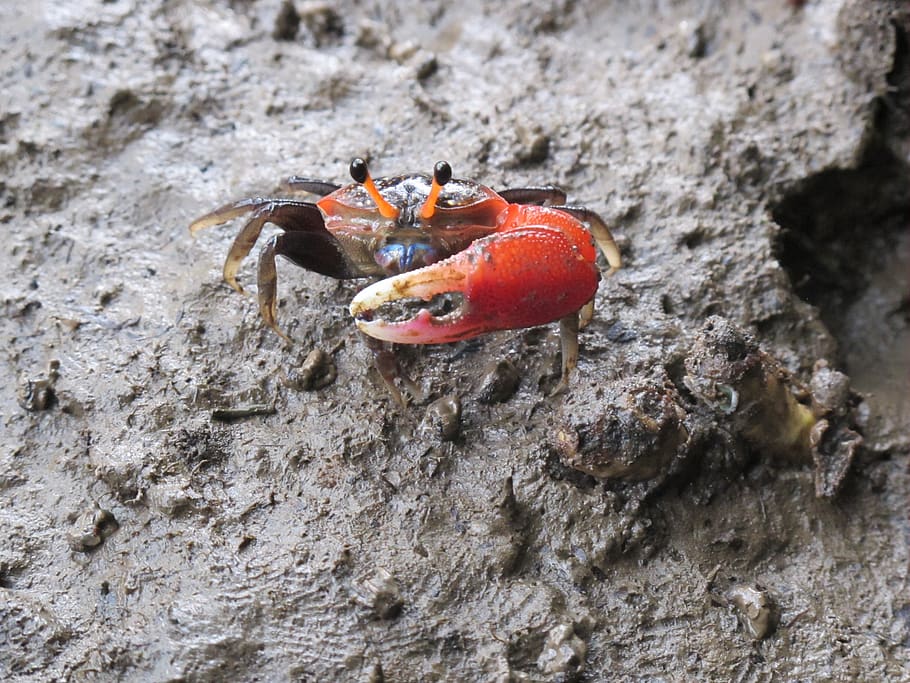 crab, sea, mangroves, cancer, a pincer, animal wildlife, animal themes, animals in the wild, rock, rock - object