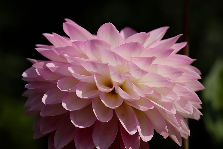 dalia, flor de la dalia, flor, pétalos, rosa, blanco, retroiluminación, floración, finales de verano, planta de jardín | Pxfuel