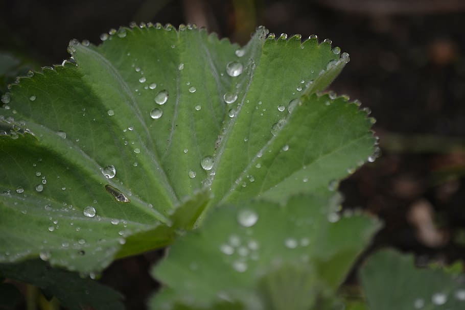 nature, frauenmantel, leaf, dewdrop, drop, water, wet, plant part, close-up, green color