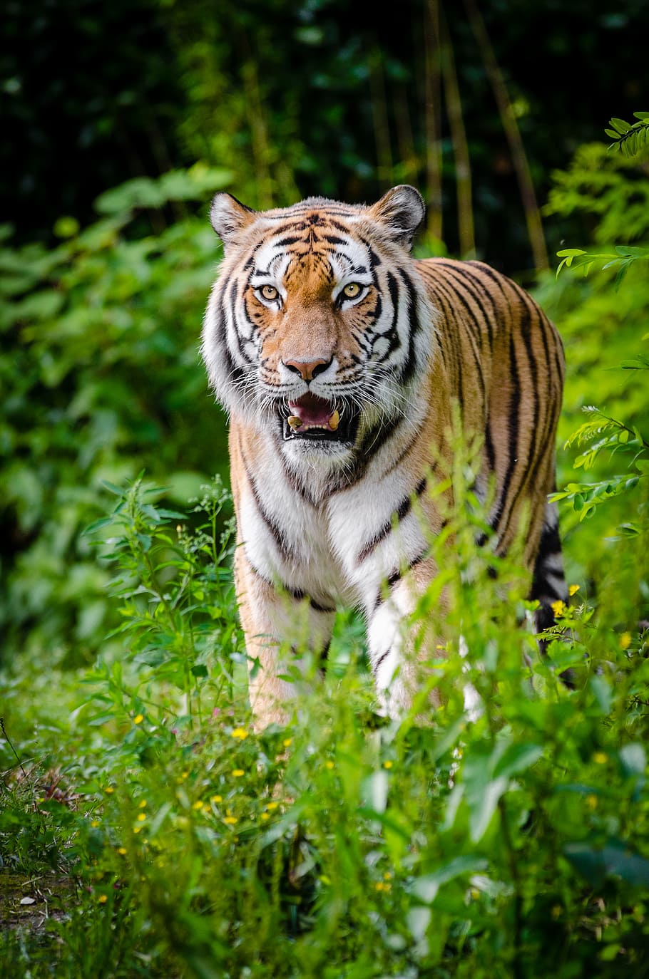 Siberian Tiger Brown Tiger Animal Themes Big Cat Tiger Animal