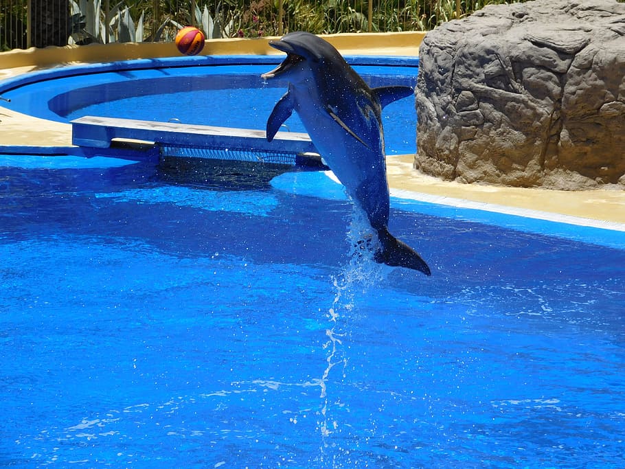 dolphin, jumped, body, water, dolphins, jump, water park, stunts, show, fun