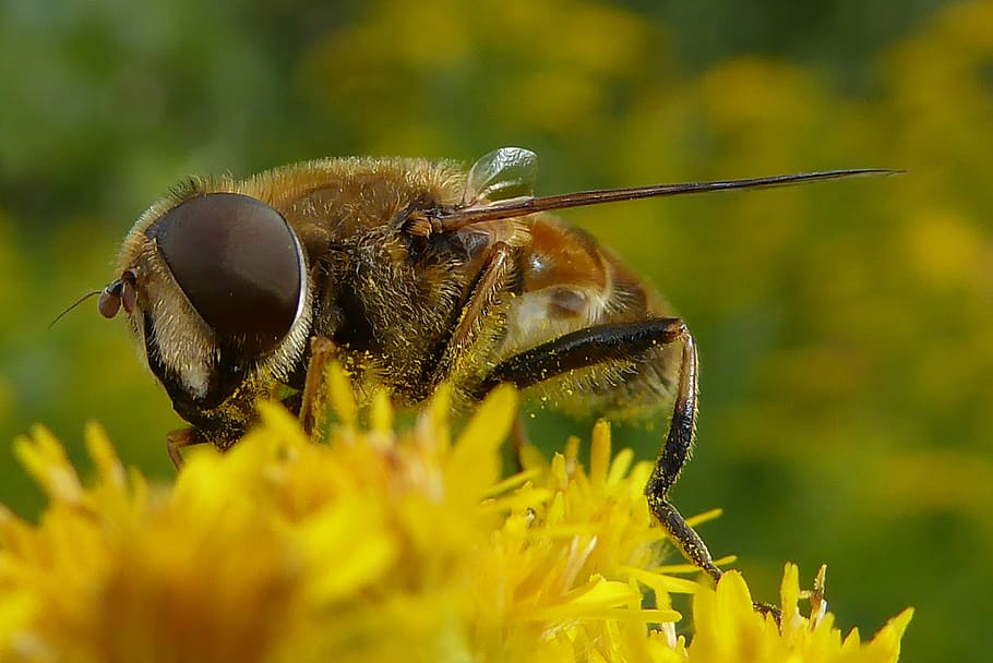 lebah, kesalahan, serangga, kumbang, bunga-bunga, alam, bunga, madu, berkembang, sarang lebah