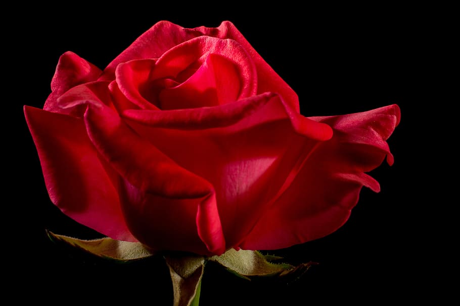 赤 バラ 花 デジタル 壁紙 赤いバラ バラの花 顕花植物 黒背景 スタジオ撮影 Pxfuel
