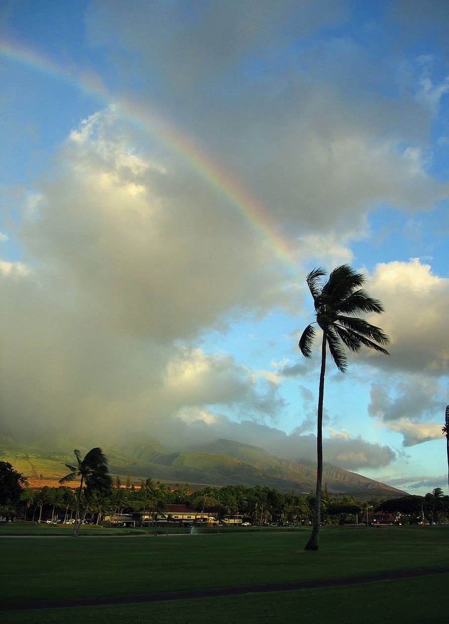 ハワイ 丘 虹 色 ハワイアン ヤシ ヤシの木 緑 美しい 空 Pxfuel