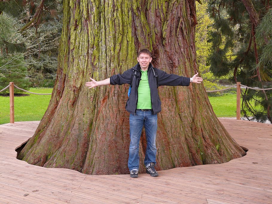 sequóia gigante, sequoiadendron giganteum, árvore, pessoa, humano, homem, incluir, sequoioideae, cipreste sob vidro, tribo