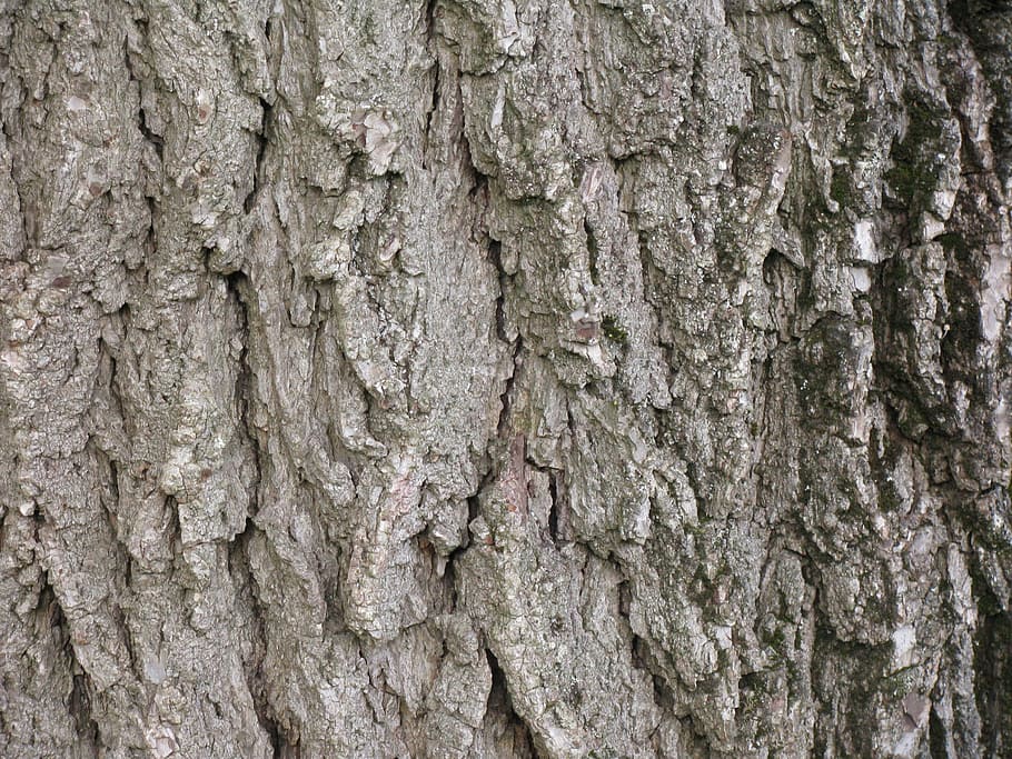 walnut, tree, black walnut, bark, trunk, wood, texture, rough, timber, pattern