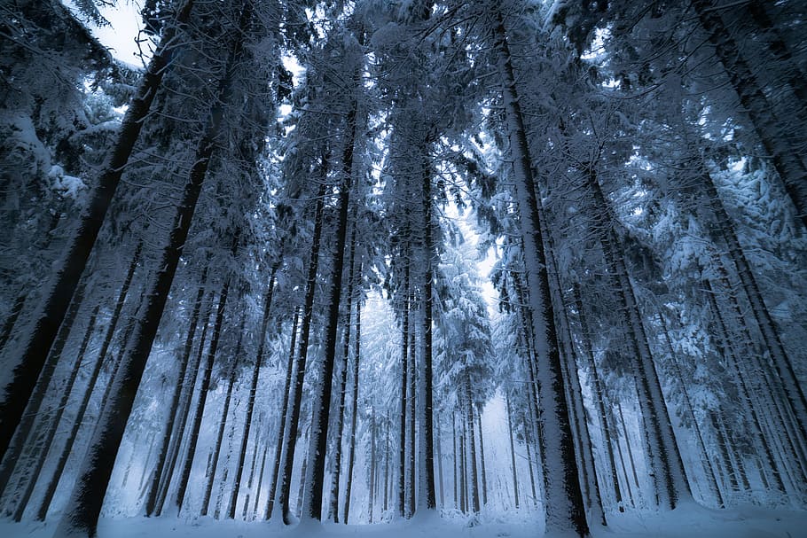 low, angle photography, tall, trees, covered, snow, background, tree, forest, nature