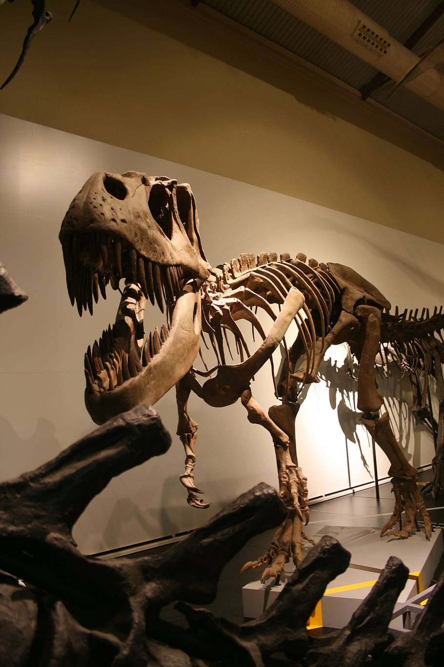 brown, dinosaur, fossil, display, tyrannosaurus, skeleton, prehistoric, history, animal, old