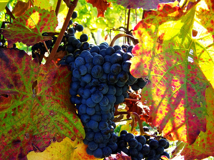 赤ぶどう 秋の収穫 果物 食べ物と飲み物 健康的な食事 食べ物 ブドウ ブドウ畑 植物の一部 葉 Pxfuel