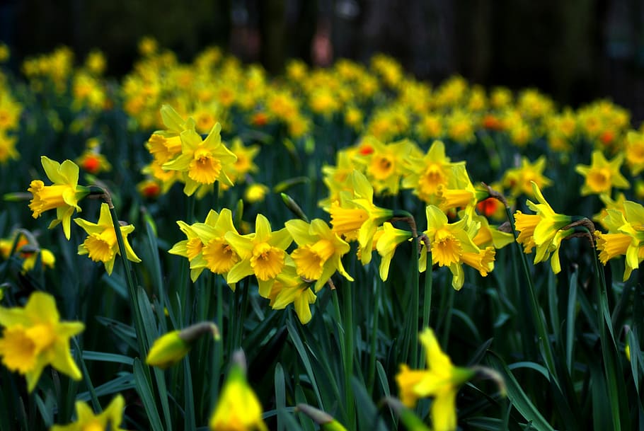 daffodil, jonquil, daff, lent lily, yellow, spring, flower, flowering plant, plant, freshness