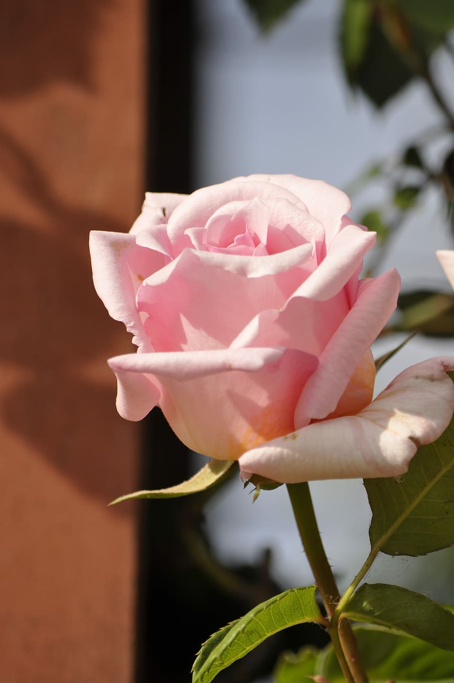 Rosa, Flor, flores, cor rosa, pétala, rosa - flor, natureza, cabeça de flor,  planta, beleza natural | Pxfuel