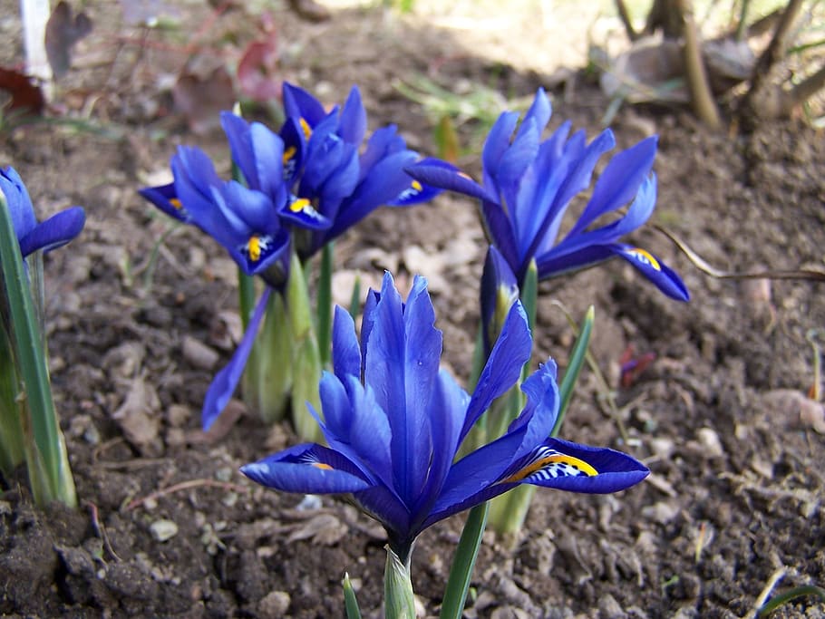 iris breeding, iris, schwertliliengewaechs, iridaceae, purple, blossom, bloom, hanging leaves, reticulata, flower