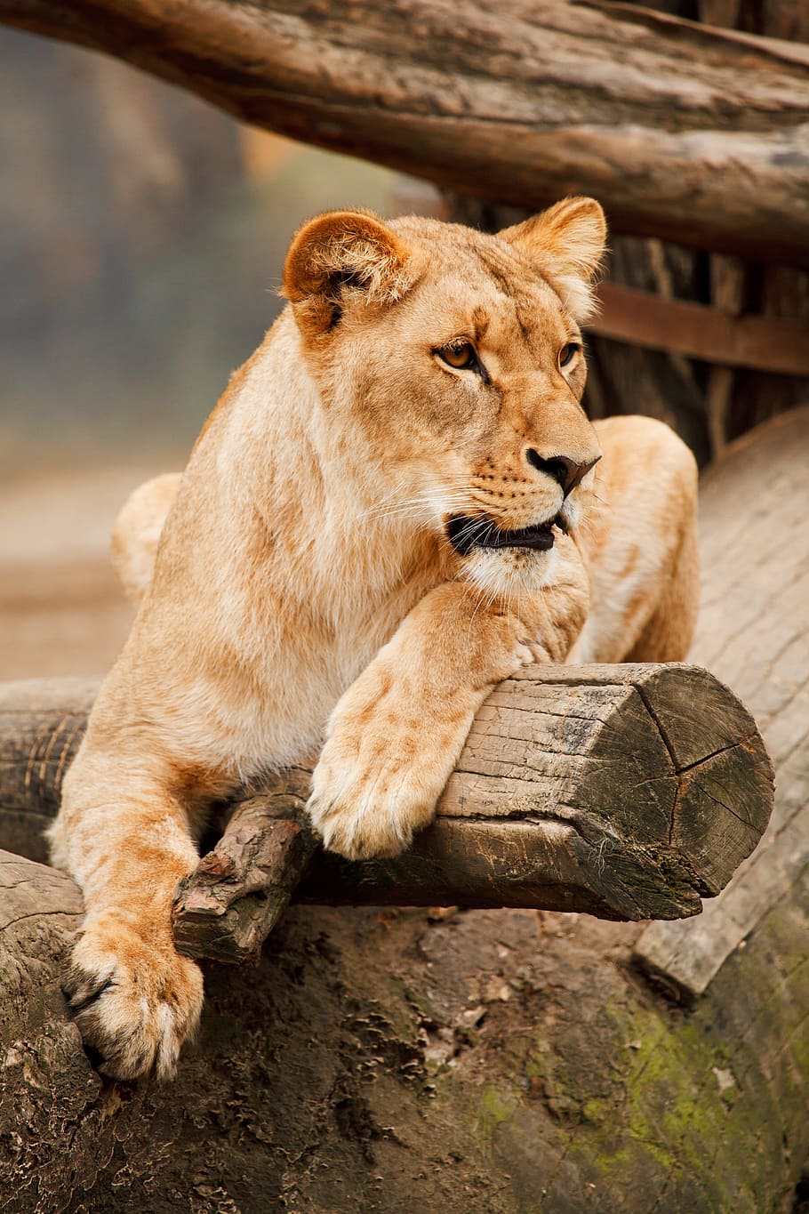 adult lioness, africa, animal, big, brown, carnivore, cat, eye, face, feline
