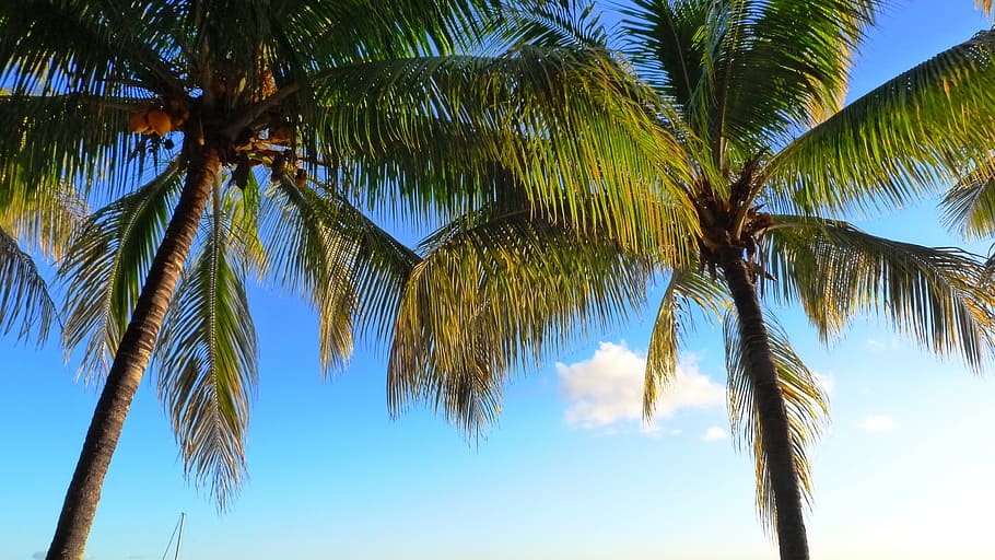 palm trees, coconut, coconut tree, summer, mauritius, palm tree, tropical climate, tree, sky, plant