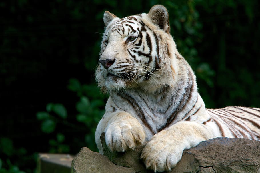 stone, Tiger, White, Nature, Predator, Wild, feline, white tiger, portrait, animal
