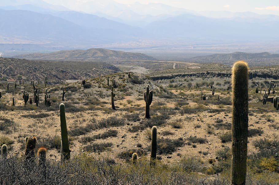 green, cacti field, daytime, desert, cactus, landscape, arizona, arid, mountains, dry
