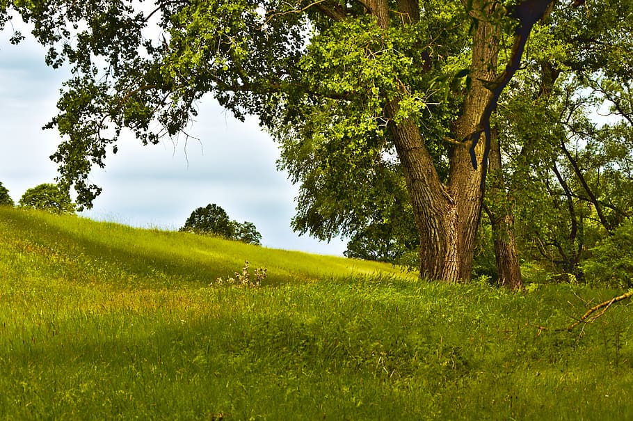 tree, meadow, summer, hill, hilly, season, landscape, nature, idyll, idyllic